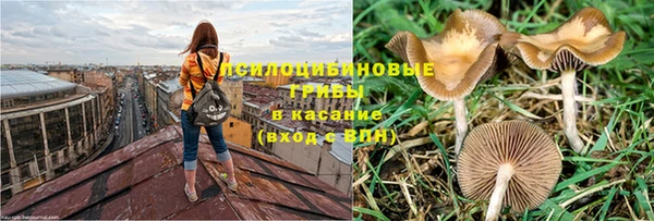 стаф Осинники