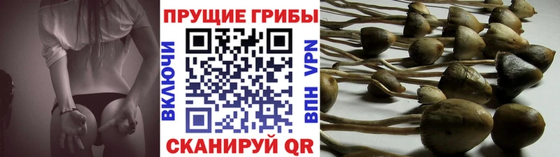 наркотики  Углегорск  дарк нет какой сайт  Псилоцибиновые грибы GOLDEN TEACHER 